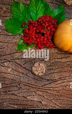 Ein orangefarbener Kürbis mit rotem Viburnum auf grünen Blättern liegt und auf der Rinde eines Baumes. Dunkler Hintergrund. Speicherplatz kopieren Stockfoto
