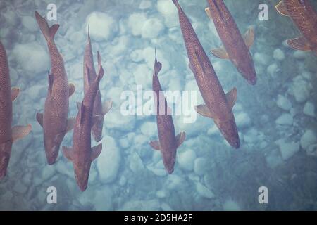 Das Schwarm der Fische im durchsichtigen Wasser. Bach mit schwimmenden Fischen, Blick von oben. Süßwassertiere. Stockfoto