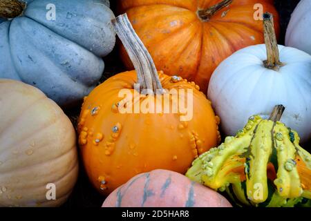 Foto einer Herbstanzeige von Kürbissen und Kürbissen für Halloween und Thanksgiving Stockfoto