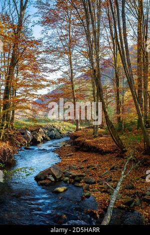 Gebirgswasserbach im Buchenwald. Schöne Naturkulisse im Herbst an einem sonnigen Tag Stockfoto