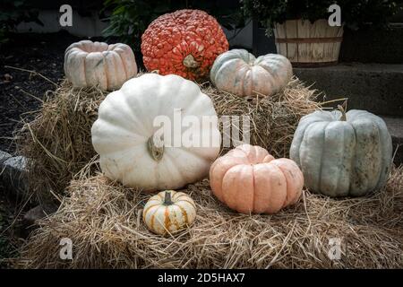 Foto von Halloween Kürbissen auf Heuballen Stockfoto