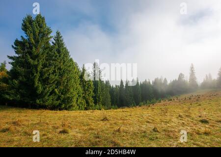 Kalter Herbstmorgen. Neblige Wetterlandschaft. Fichtenwald auf der Wiese. Naturmagic Konzept Stockfoto