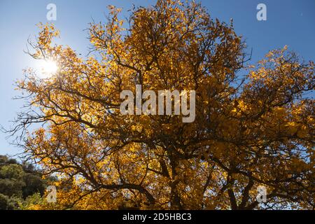 Ein schöner Walnussbaum, gekleidet im Herbst mit gelben Blättern, posiert in der Stille zwischen den sonnigen Feldern in der Nähe der kleinen Stadt Orés, in der Cinco Villa Stockfoto