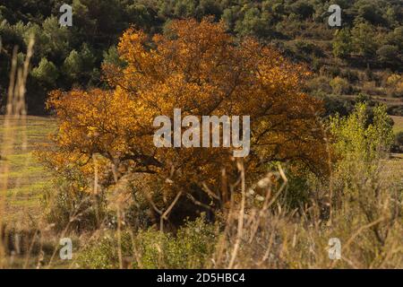 Ein schöner Walnussbaum, gekleidet im Herbst mit gelben Blättern, posiert in der Stille zwischen den sonnigen Feldern in der Nähe der kleinen Stadt Orés, in der Cinco Villa Stockfoto