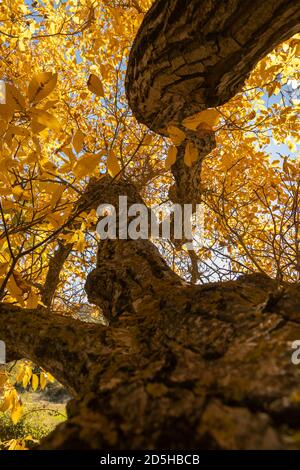 Ein schöner Walnussbaum, gekleidet im Herbst mit gelben Blättern, posiert in der Stille zwischen den sonnigen Feldern in der Nähe der kleinen Stadt Orés, in der Cinco Villa Stockfoto