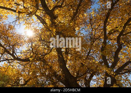 Ein schöner Walnussbaum, gekleidet im Herbst mit gelben Blättern, posiert in der Stille zwischen den sonnigen Feldern in der Nähe der kleinen Stadt Orés, in der Cinco Villa Stockfoto
