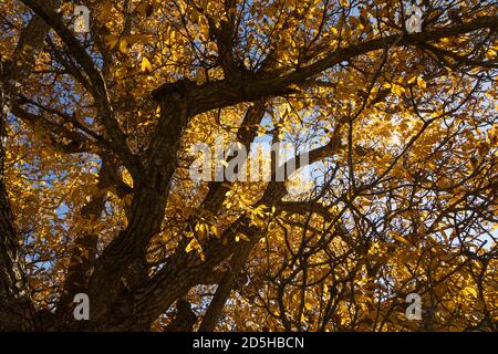Ein schöner Walnussbaum, gekleidet im Herbst mit gelben Blättern, posiert in der Stille zwischen den sonnigen Feldern in der Nähe der kleinen Stadt Orés, in der Cinco Villa Stockfoto