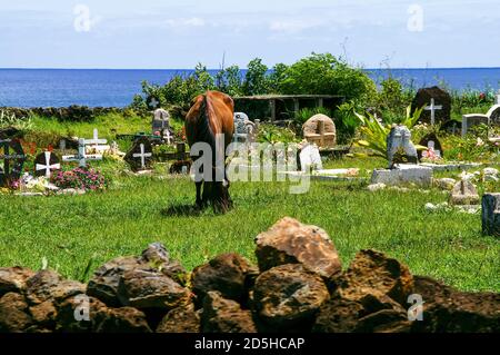 Ein Pferd grast auf Gras auf einem Friedhof in der Nähe von Hanga Roa, Osterinsel. Rapa Nui. Stockfoto