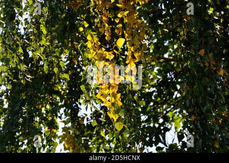 Frühherbst, gelbe Birkenblätter im Gegenlicht. Natürlicher Hintergrund Stockfoto