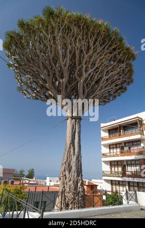 TENERIFFA, SPANIEN - 11. März 2015. Ein Drachenbaum, oder dracaena draco, in Icod de los Vinos, Teneriffa, Kanarische Inseln. Dieser Baum ist dem größeren A nahe Stockfoto
