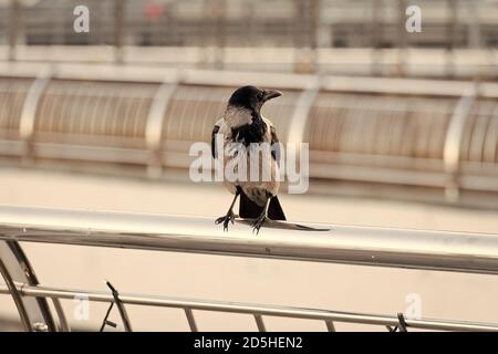 Leben in städtischen Dschungeln. Schwarze Krähe sitzt auf der Suche nach Nahrung. Großer urbaner Krähenstich mit Aluminiumzaun entschärft den Hintergrund. Vogel in der Großstadt. Symbol für Pech und Tod. Symbolisiert Intelligenz. Stockfoto