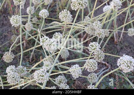 Feld von Zwiebelpflanzen in Blume gewachsen Stockfoto