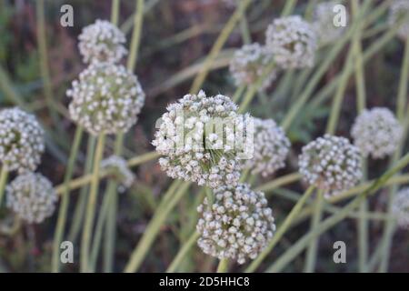 Wie Zwiebeln aus Samenblüten wachsen Stockfoto
