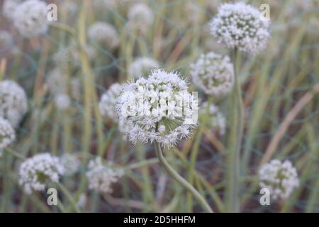 Wie Zwiebelsamen aus der Blume hergestellt werden Stockfoto