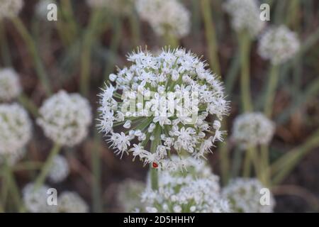 Die Zwiebel blüht und Samen Produktion Stockfoto
