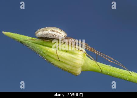 Langkieferiger Orbweaver (Tetragnatha sp.) Spinne Stockfoto