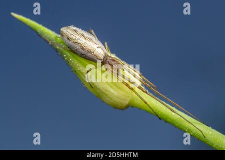 Langkieferiger Orbweaver (Tetragnatha sp.) Spinne Stockfoto