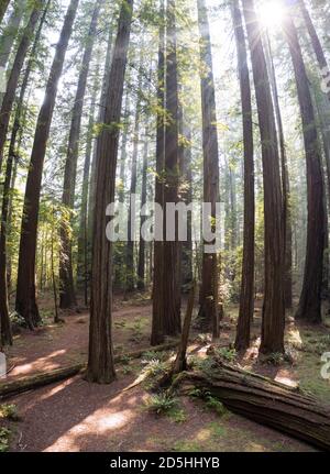 In Humboldt, Kalifornien, wächst ein imposantes, altes Redwood-Waldgebiet. Redwood Bäume, Sequoia sempervirens, sind die höchsten und massivsten Baum speci Stockfoto