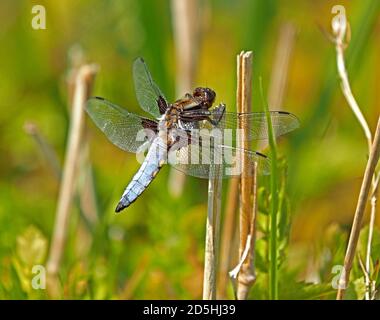 Männlicher Breitkörper-Chaser (Libellula depressa) Eine fetter Libelle, die auf einem Schilf am Süsswasserteich thront In Cumbria, England, Großbritannien Stockfoto