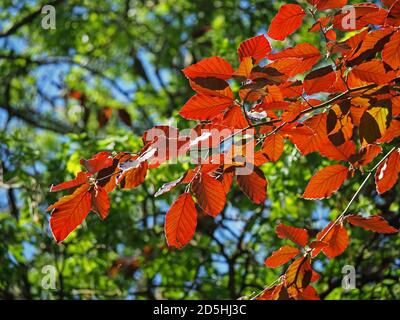 Hinterleuchtete neue Blätter von Kupferbuche (Fagus sylvatica purpurea) bei Sonnenschein in Cumbria, England, Großbritannien Stockfoto