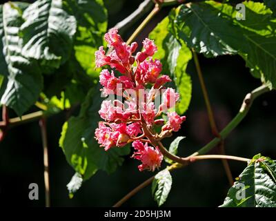 Spektakuläre leuchtend rot gelbe geclusterte Blüten von Red Horse Kastanienbaum (Aesculus x carnea - Hybrid von A. hippocastanum & A. pavia) - grüne Blätter Stockfoto