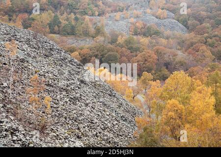 Verwöhnen Sie haufenweise im Moos Rigg Holz Hodge enge Steinbruch in Cumbria Stockfoto