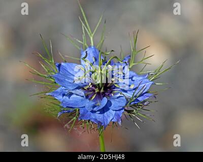 Sonnendurchflutete blaue Blume mit grünem Multifid, Spitzen-Hochmuts von Nigella damascena, Love-in-a-Mist, aka zerlumpte Dame oder Teufel im Busch in Cumbria, England, UK Stockfoto