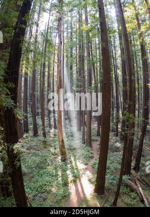 In Humboldt, Kalifornien, wächst ein imposantes, altes Redwood-Waldgebiet. Redwood Bäume, Sequoia sempervirens, sind die höchsten und massivsten Baum speci Stockfoto