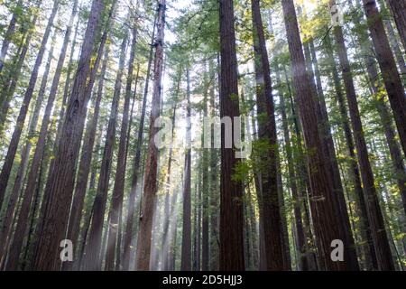 In Humboldt, Kalifornien, wächst ein imposantes, altes Redwood-Waldgebiet. Redwood Bäume, Sequoia sempervirens, sind die höchsten und massivsten Baum speci Stockfoto