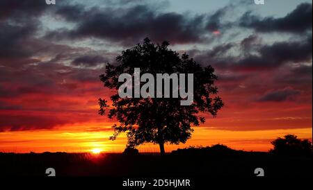 Baum Silhouette im Morgengrauen Broadway Cotswolds Gloucestershire Stockfoto