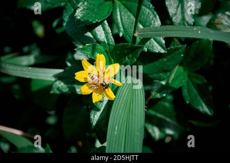 Gestreifte Biene sammelt Pollen auf einer gelben Blume mit der Natur Hintergrund Stockfoto