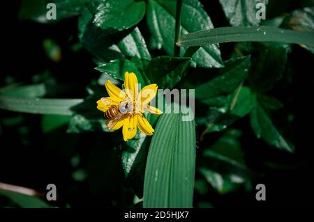 Gestreifte Biene sammelt Pollen auf einer gelben Blume mit der Natur Hintergrund Stockfoto