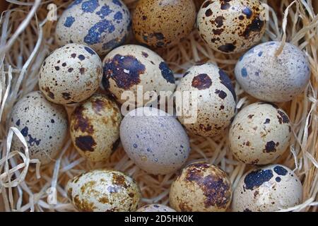 Färben Sie Eier von japanischen Wachtelvögeln im Nest Stockfoto