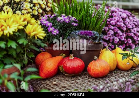 Topfplatten, Blumen und Kürbisse auf der Theke Stockfoto