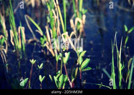 Pflanzen wachsen entlang Flussufer am Sommertag Stockfoto