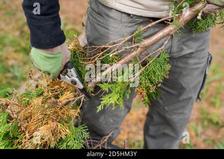 Gartenarbeit, menschliche Hände mit Arbeitshandschuhen, die Zweige vom Zweig des Nadelbaumes mit den kleinen Verschlüssen im Herbst abschneiden Stockfoto