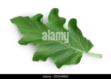 Auberginen-Blatt isoliert auf weißem Hintergrund mit Clipping-Pfad und volle Schärfentiefe. Draufsicht. Flach liegend Stockfoto