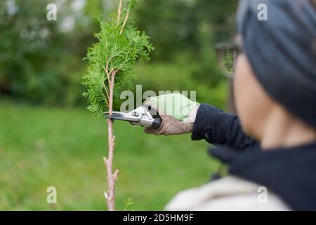 Blick über die Schulter der Frau mit Brille tragen Arbeitshandschuhe tun Gartenarbeit, Abschneiden Zweige von Zweig der Nadelbaum mit Garten scisso Stockfoto