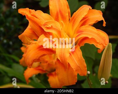 Orange dreifache Blüte Tiger Lilie mit Bud Stockfoto