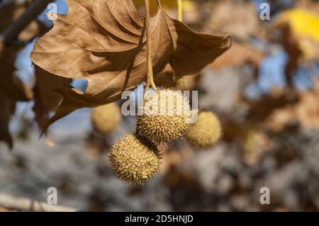 España, Hiszpania, Spanien, Spanien; Platanus × hispanica; 英桐; reife Frucht vergrößert, Nahaufnahme. Reife Früchte vergrößert, Nahaufnahme. 成熟果子被放大，關閉。 Stockfoto