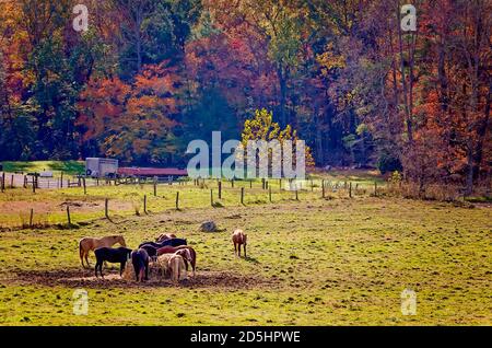 Pferde essen Heu in Cades Cove im Great Smoky Mountains National Park in Tennessee. Stockfoto