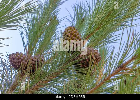 Zirbenzweig mit geschlossenen Zirbenzapfen. Die Zirbe, botanischer Name Pinus pinea, auch bekannt als die italienische Zirbe, Regenschirmkiefer und Sonnenschirm Stockfoto