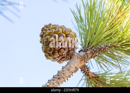 Zirbenzweig mit geschlossenen Zirbenzapfen. Die Zirbe, botanischer Name Pinus pinea, auch bekannt als die italienische Zirbe, Regenschirmkiefer und Sonnenschirm Stockfoto