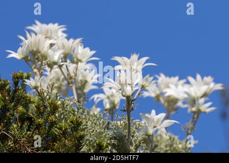 Flanell Blume Pflanze in Blüte Stockfoto