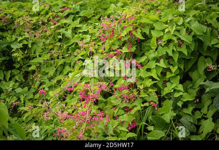 Antigonon leptopus, Korallenwine, mexikanischer Kriechgang. Blühende Pflanze der Buchweizenfamilie aus Mexiko. Stockfoto