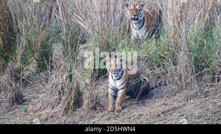 Ein Tigerjunges mit seiner Mutter, der berühmten Tigerin maya, im Tadoba andhari Tiger Reserve in indien Stockfoto