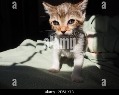 High-Angle-Ansicht von tabby Mischung Kätzchen mit riesigen Augen. Natürliches Licht, hoher Kontrast. Stockfoto