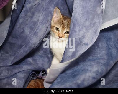 Weiße und gestromte Kitty späht aus blauem Stoff Stockfoto