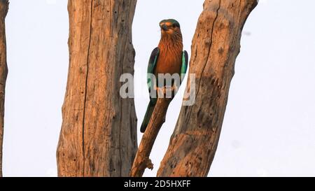 Sonnenuntergang Aufnahme von einem indischen Roller Vogel auf einem thront Baum in Tadoba andhari Tiger Reserve in indien Stockfoto