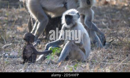 Ein Baby langur Affe spielt mit Blättern bei Tadoba andhari tiger Reserve in indien Stockfoto